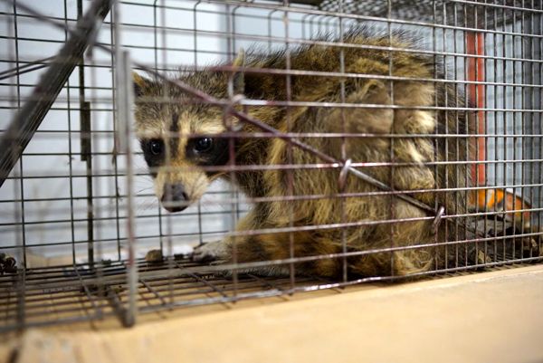 A snapshot of MPR Raccoon sitting inside a cage after reaching the rooftop of the UBS Tower in St. Paul, Minnesota...on June 13, 2018.
