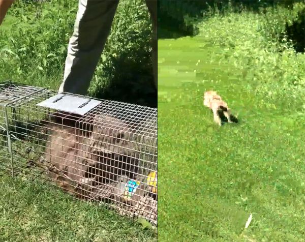 MPR Raccoon scurries away after she is released from her cage following her rescue from the rooftop of the UBS Tower in St. Paul, Minnesota...on June 13, 2018.