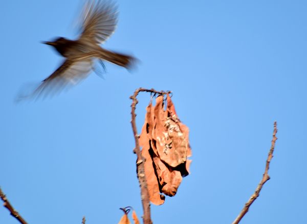 A photo of a black phoebe bird taking off from a tree branch in my backyard...as seen with 500mm super-zoom lens attached to my Nikon D3300 DSLR camera.