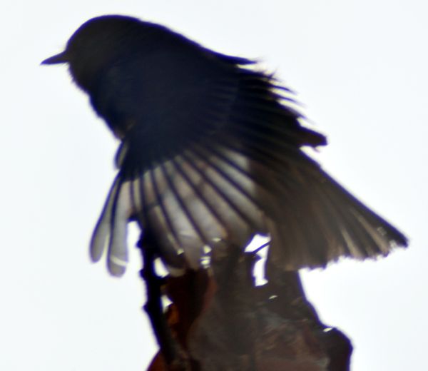 A photo of a black phoebe bird as it created a silhouette against the evening Sun...as seen with 500mm super-zoom lens attached to my Nikon D3300 DSLR camera.