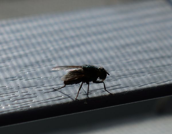 A close-up photo of the housefly resting on a window blind in my bedroom...as seen with a macro lens attached to my Nikon D3300 DSLR camera.