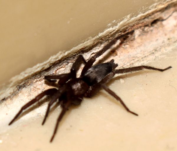 A close-up photo of a spider crawling along the bathroom counter at home...as seen with a macro lens attached to my Nikon D3300 DSLR camera.