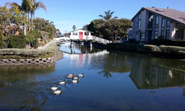 Ducks paddle through a waterway in the Venice Canal Historic District on January 30, 2017.