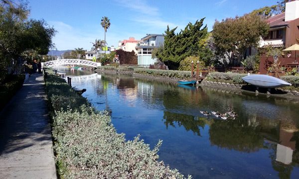 Another group of ducks paddle through a waterway in the Venice Canal Historic District...on January 30, 2017.