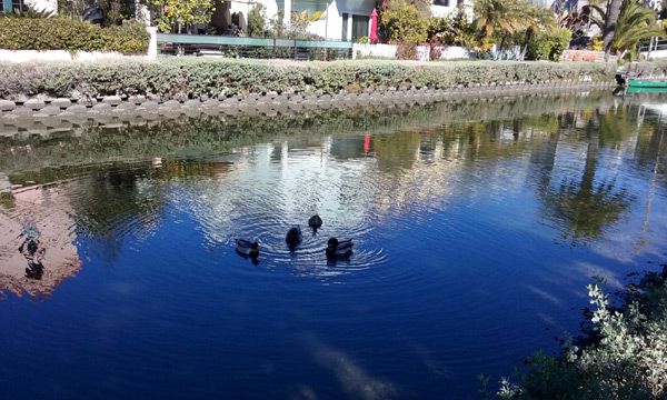 Another group of ducks paddle through a waterway in the Venice Canal Historic District...on January 30, 2017.