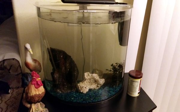 This is the first time in almost 20 years that my aquarium was completely bereft of fish...