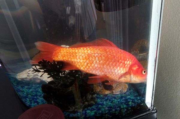 My 6-year-old goldfish went up to the Big Fish Tank in the Sky on October 26, 2018. Rest in peace, buddy.