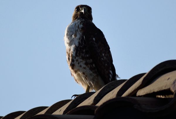 A snapshot of a hawk perched atop the roof of my neighbor's house...on April 28, 2018.