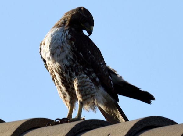 Another snapshot of a hawk perched atop the roof of my neighbor's house...on April 28, 2018.