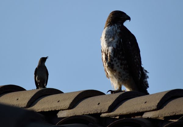 A snapshot of the hawk with a northern mockingbird perched next to it atop the roof of my neighbor's house...on April 28, 2018.