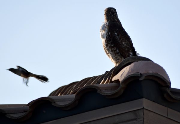 A snapshot of the hawk as it watches the northern mockingbird fly away from the roof of my neighbor's house...on April 28, 2018.
