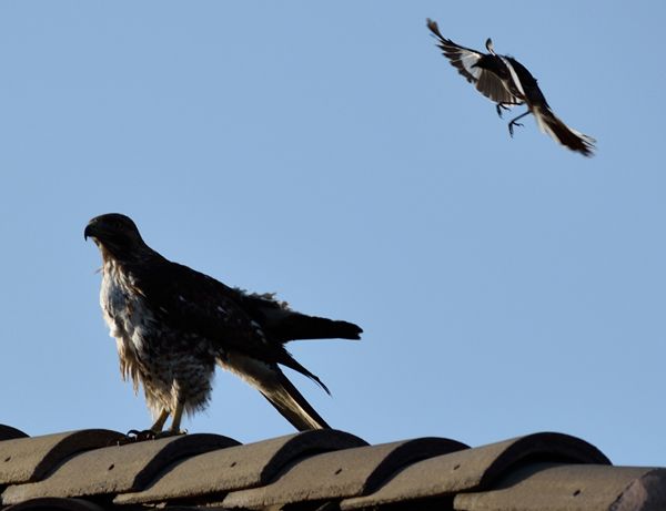 The hawk remains perched atop the roof of my neighbor's house as the northern mockingbird flies next to it...on April 28, 2018.
