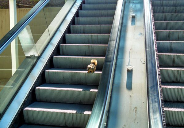 A photo I took of a squirrel running down an escalator at Cal State Long Beach, my college alma mater, in January of 2015.