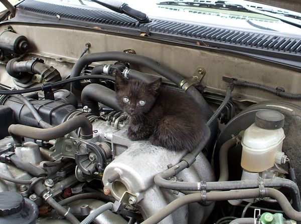 A photo I took of a kitten that I found hiding underneath the hood of my dad's pickup truck in May of 2012 (it was removed safely).