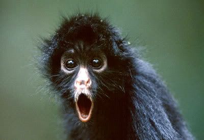 I want to train a spider monkey as my new apprentice, and have it carry out my evil bidding.