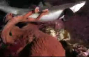 A screenshot from the video showing a shark getting ensnared by an octopus' tentacles.