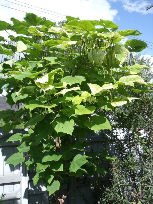 chinese catalpa