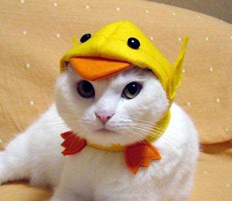 cat_duck_hat.jpg