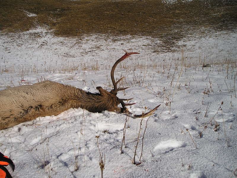 CoElk-2.jpg