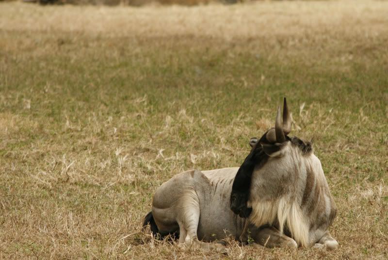 Disney2011Wildebeest.jpg