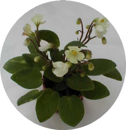 Joyce's Violets