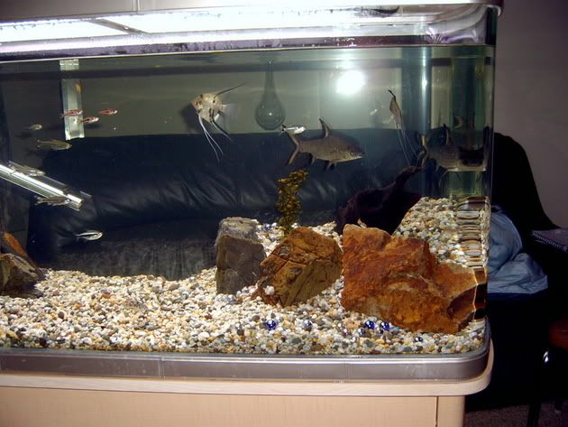 aquascape2.jpg