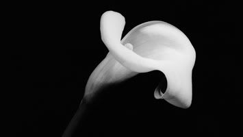 'Calla Lily' ©1990 Chris Fox