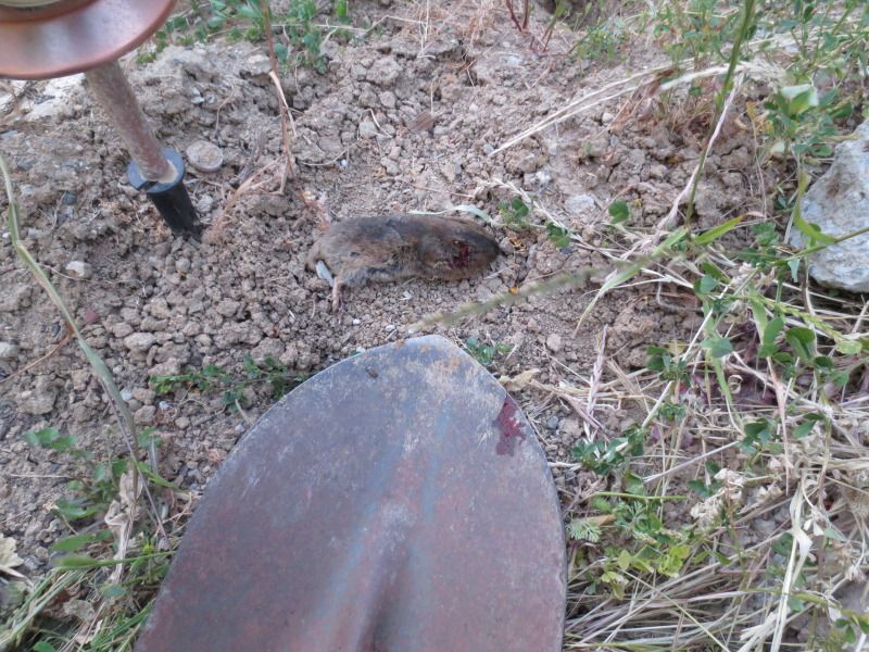 Pellet rifle accuracy and high speed video AND Gopher Kill