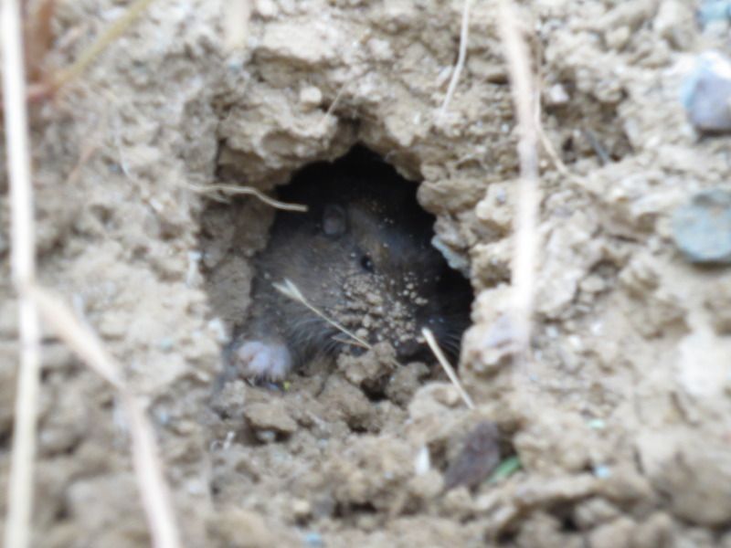 Pellet rifle accuracy and high speed video AND Gopher Kill