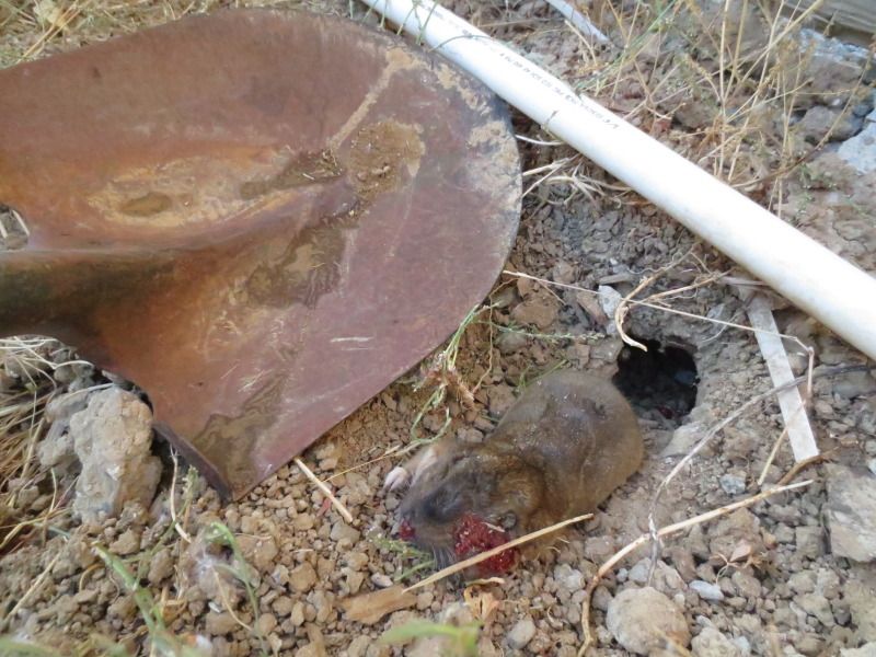 Pellet rifle accuracy and high speed video AND Gopher Kill