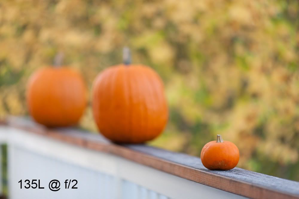 IMAGE: http://img.photobucket.com/albums/v483/sheldonnalos/_32O8559-Edit.jpg