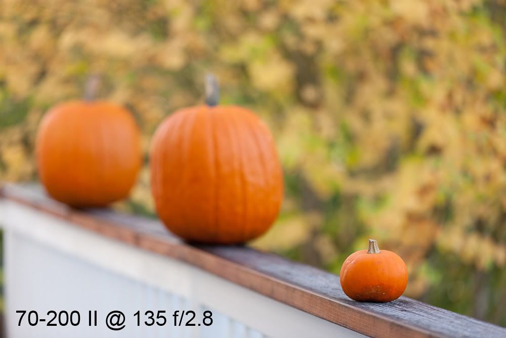 IMAGE: http://img.photobucket.com/albums/v483/sheldonnalos/_32O8561-Edit.jpg