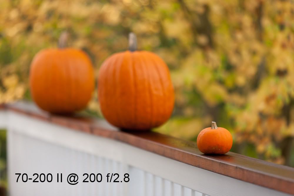 IMAGE: http://img.photobucket.com/albums/v483/sheldonnalos/_32O8562-Edit.jpg