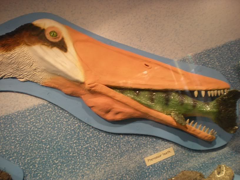 dinosaur isle museum