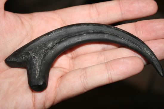 fossilized raptor claw