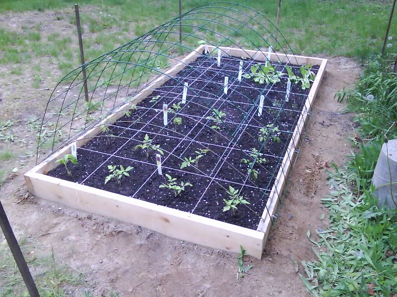 alternative to cages or trellis