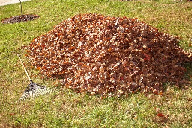 A Leaf Pile