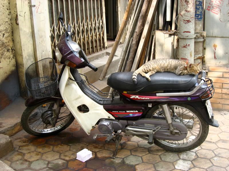 Cats On Motorbikes