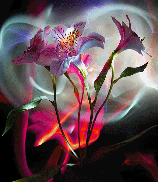 nflb91-1.gif flowers n colors image by saye