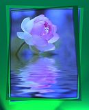  photo lotuspink6.jpg