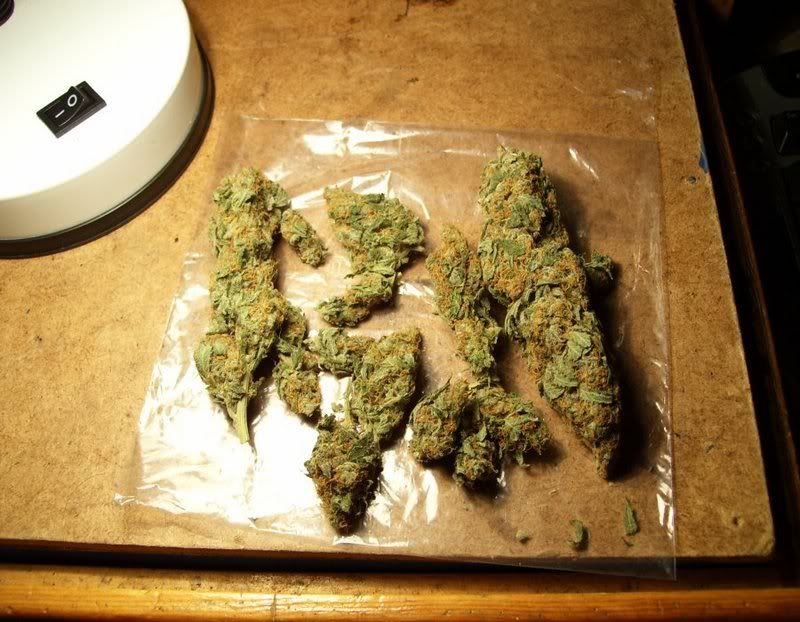 post pictures of the most dank weed youve had - Grasscity.com Forums