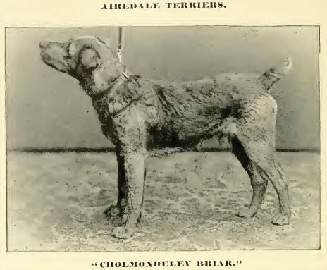 http://img.photobucket.com/albums/v485/Pietoro/Dog%20Breed%20Historical%20Pictures/Airedale%20Terrier/1890Airedale-1.jpg