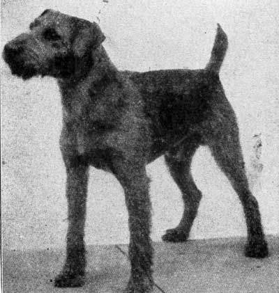 1910_Airedale.jpg?t=1328474417