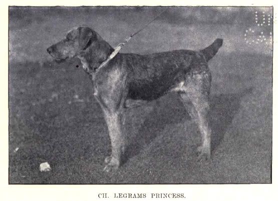 http://img.photobucket.com/albums/v485/Pietoro/Dog%20Breed%20Historical%20Pictures/Airedale%20Terrier/1913Airedale2.jpg