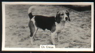 1932_Beagle_CH_CROCUS.jpg