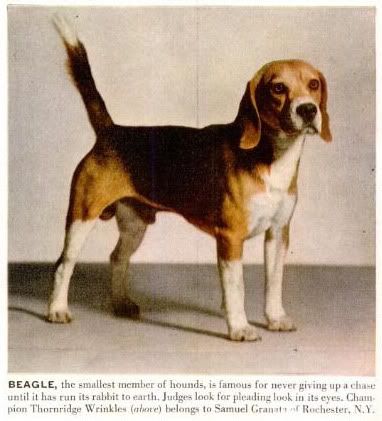 1949_Beagle.jpg