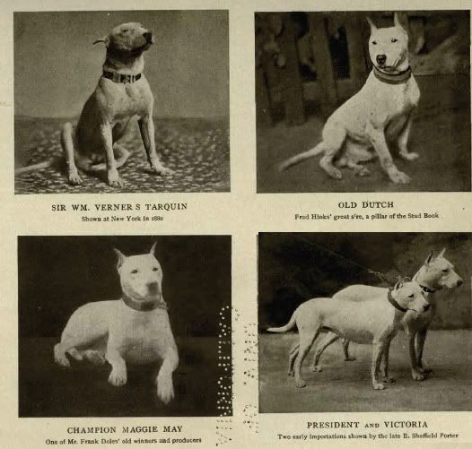 1905Bull_Terriers2.jpg