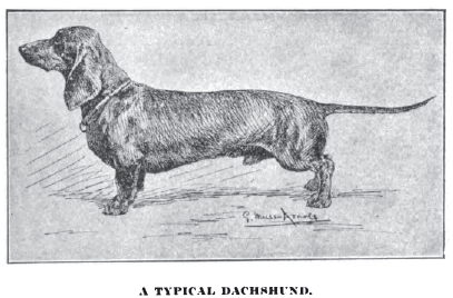 1917_Dachshund.gif