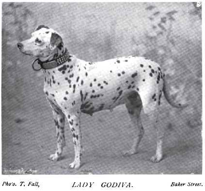1898_Dalmatian.jpg