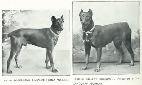 1907Doberman_Pinschers.jpg